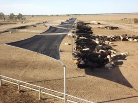 Cattle Shade