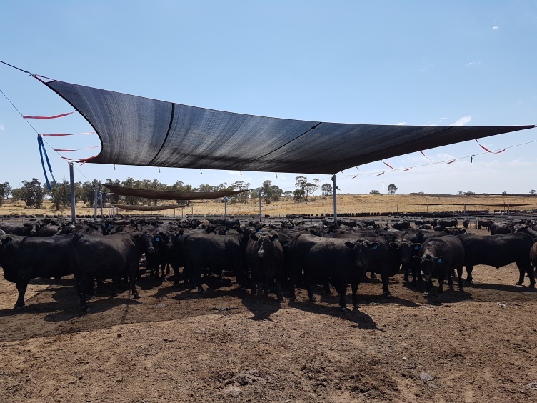 Livestock Shade Structures Guide